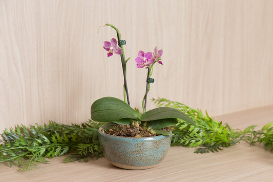 Vaso para Orquídeas